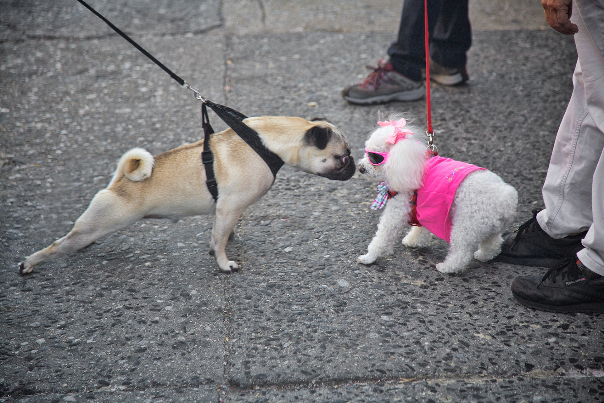 Animal Magnetism