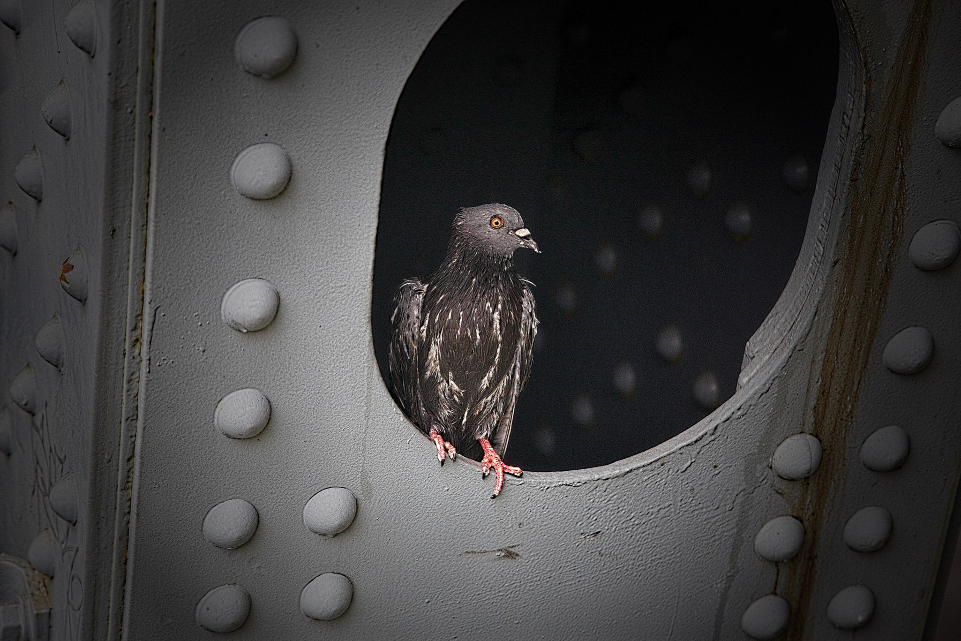Impregnable Nest