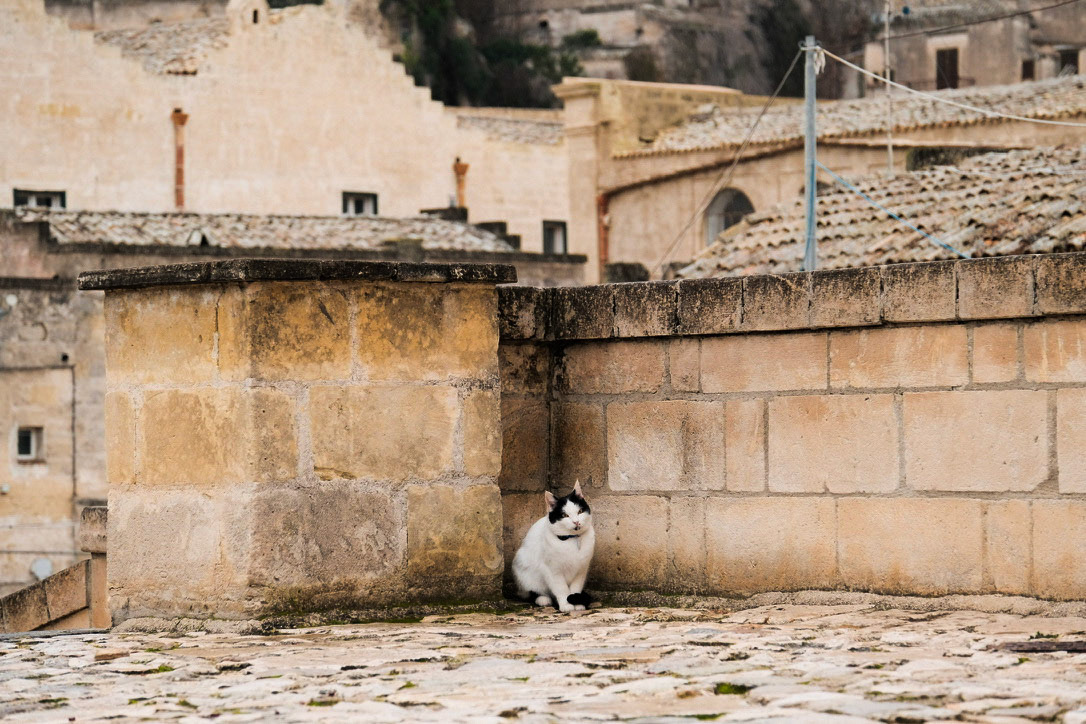 Guard of the old town: A silent figure in the stillness of stone.