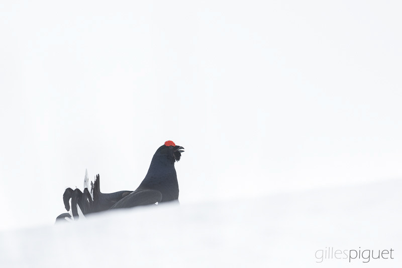 Tétras lyre dans le brouillard