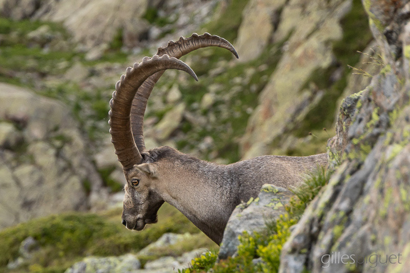 Bouquetin