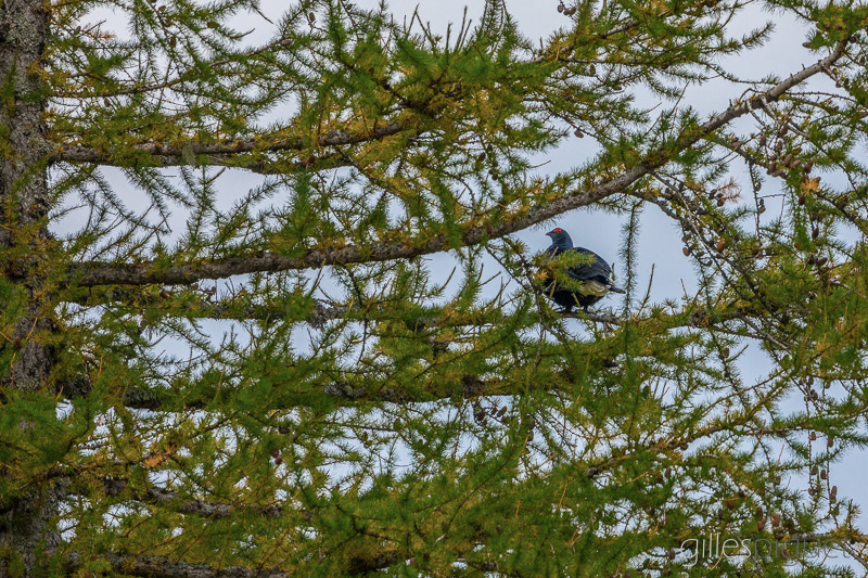 Tétras lyre, sur son Mélèze Perché
