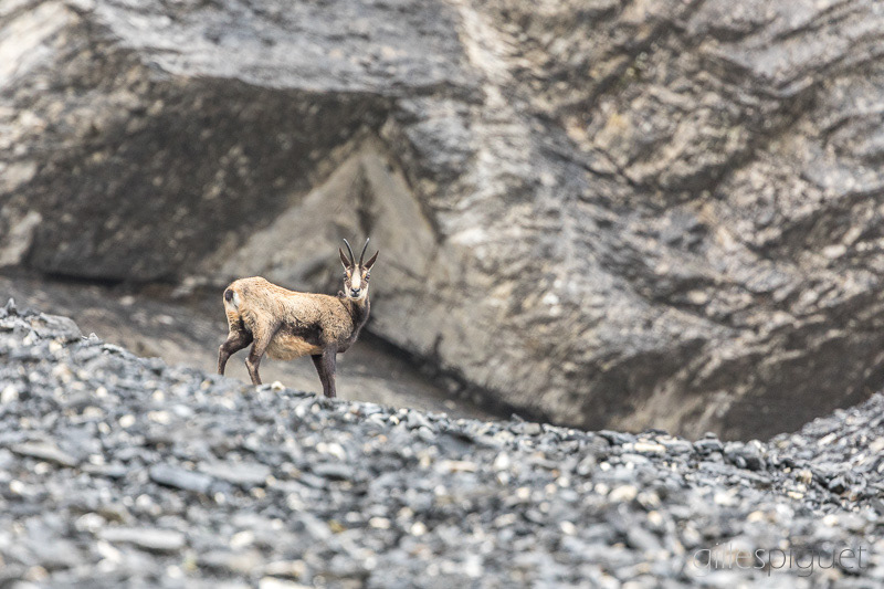 Chamois dans le Pierrier