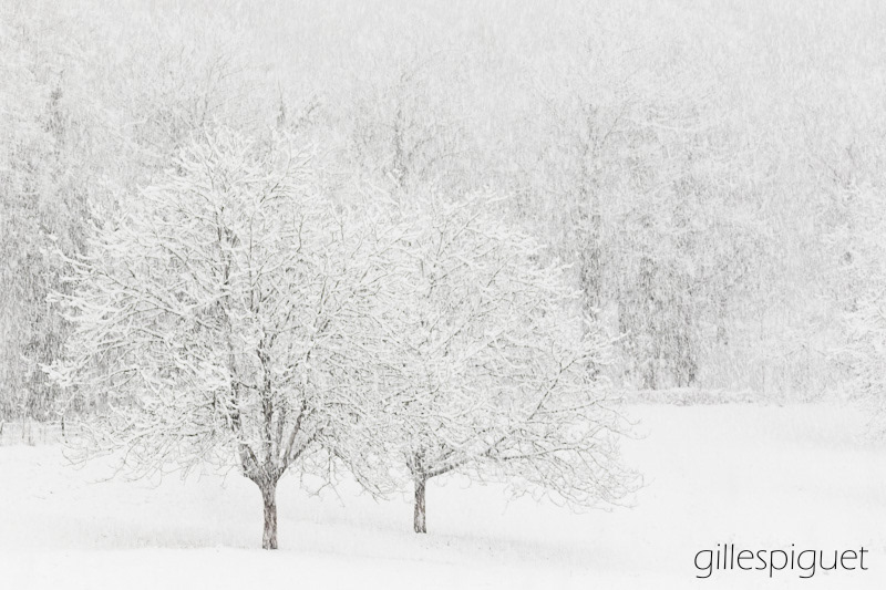 Tempête de Neige en Plaine - Suisse