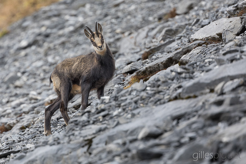 Chamois dans le Pierrier