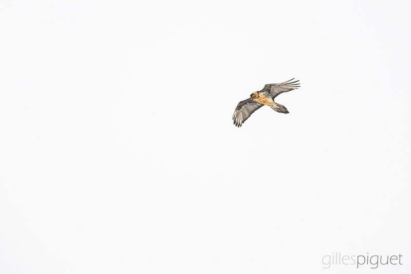 Gypaète barbu - Suisse (2025)