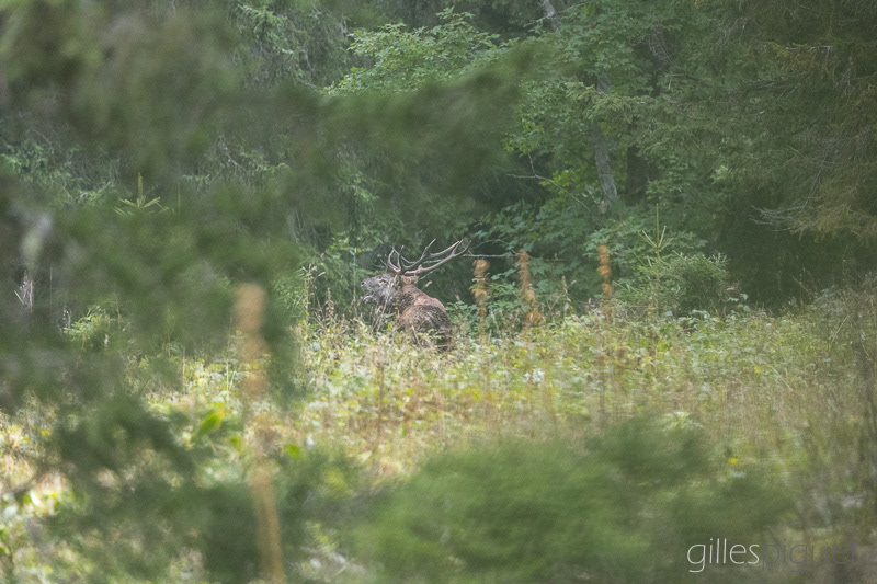Cerf - Roi de la Fôret