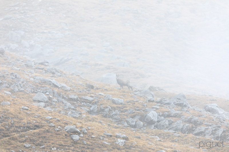 Chamois dans le Brouillard