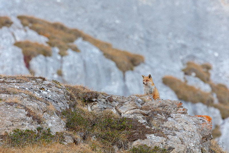 Renard - Suisse (2025)