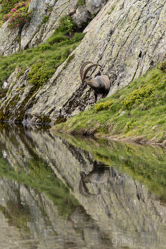 Bouquetin et son Reflet dans l'Eau