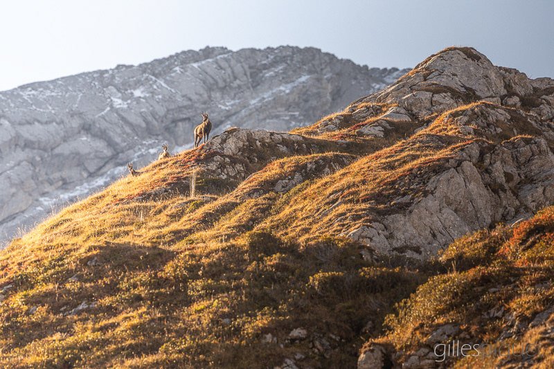 Chamois - Suisse (2025)