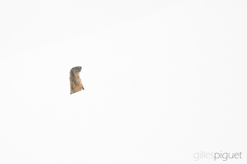 Sentinelle des Alpes