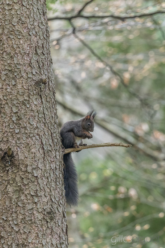 Ecureuil