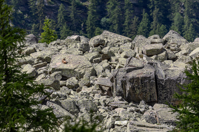 Chamois à l'Heure de la Sieste