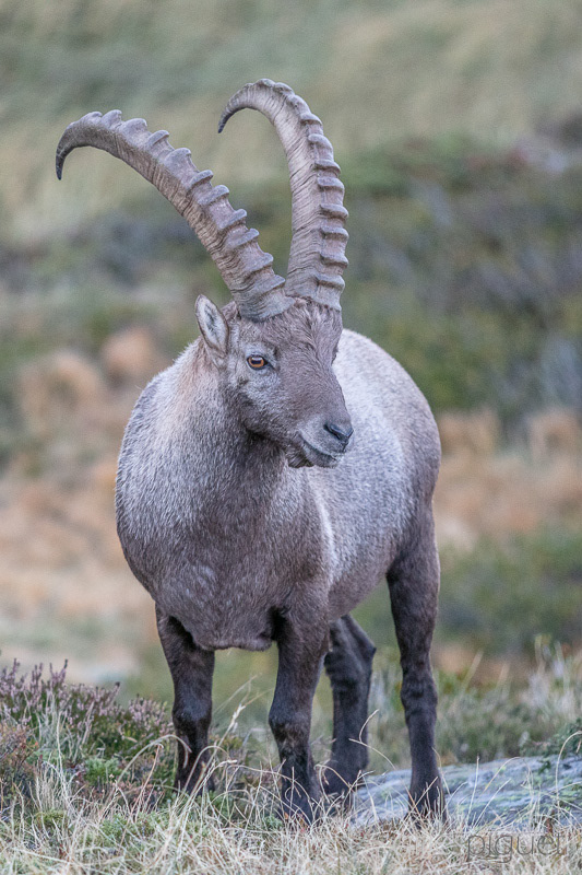 Portrait d'un Vieux Bouquetin