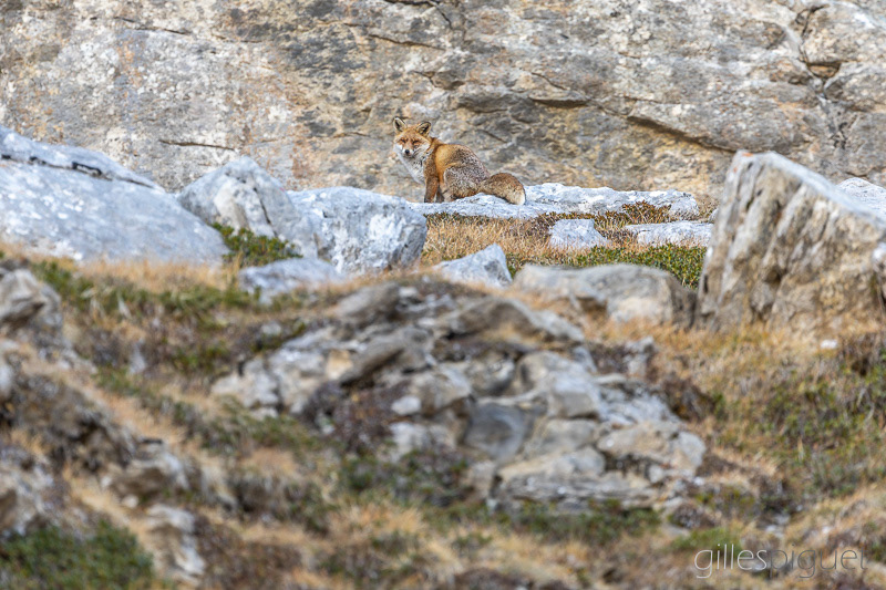 Renard - Suisse (2025)