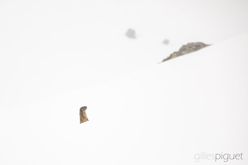 Sentinelle des Alpes - Suisse 