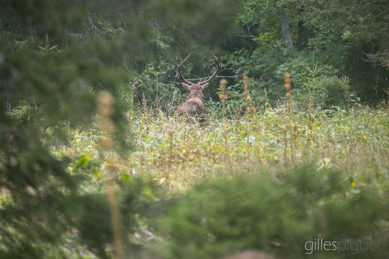 Cerf - Roi de la Fôret