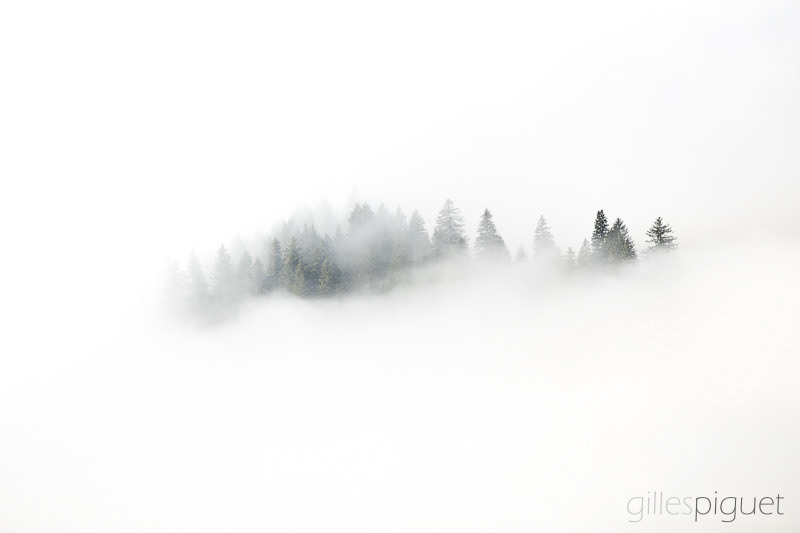 Forêt émergeant du brouillard