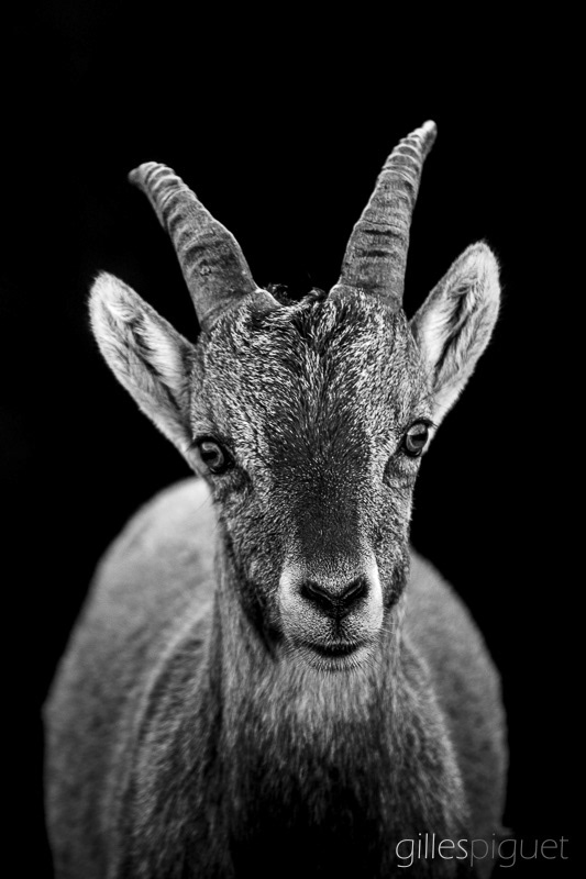 Portrait d'un Jeune Bouquetin