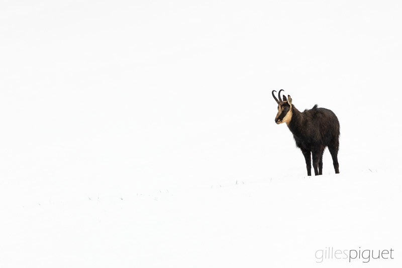 Chamois dans le Blanc de l'Hiver