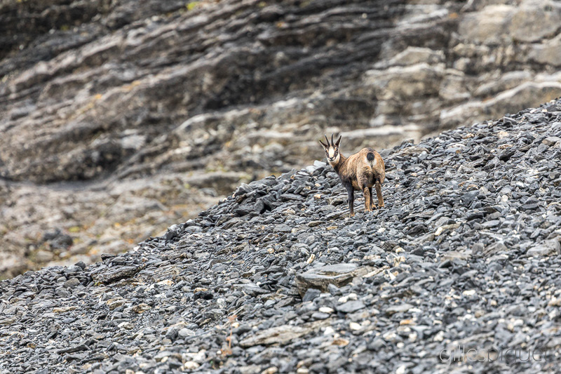 Chamois dans le Pierrier