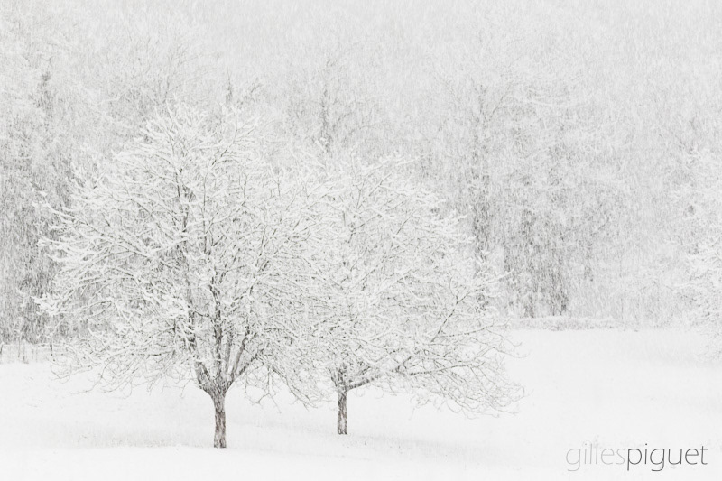 Tempête de neige en plaine - Suisse (2024)