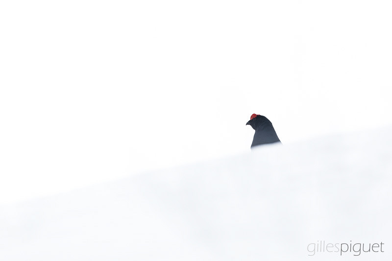 Tétras lyre II - Suisse (2025)