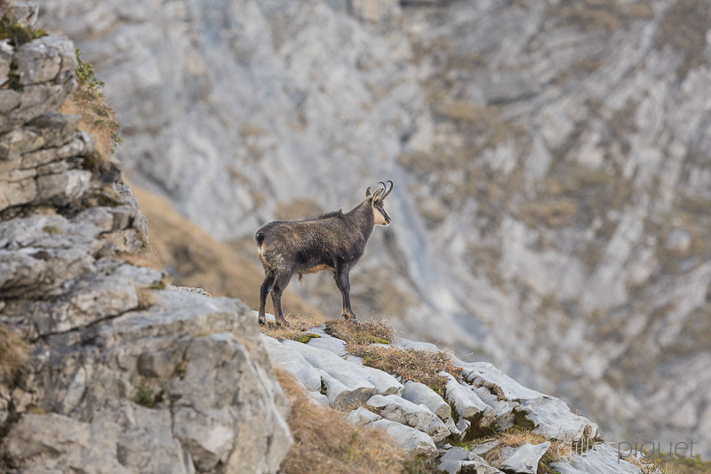 Chamois