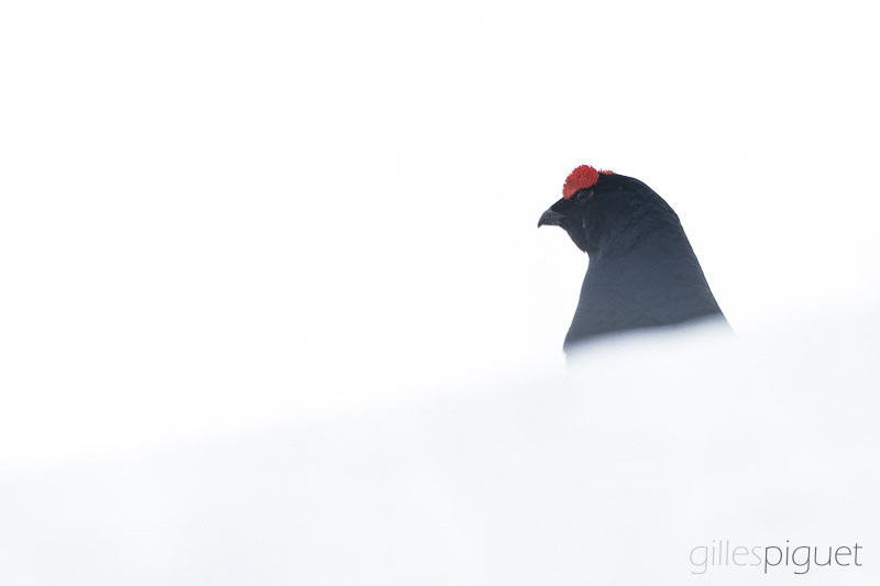 Tétras lyre dans le brouillard