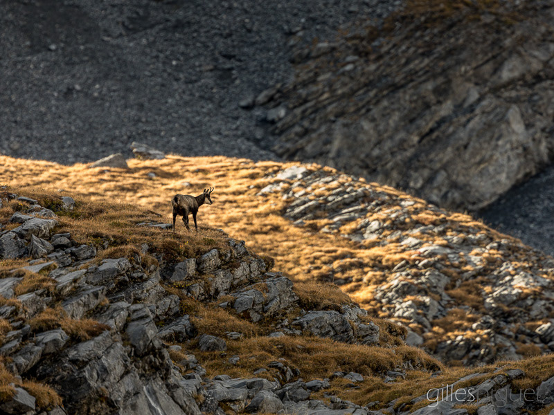 Chamois à l'Ombre de la Montagne