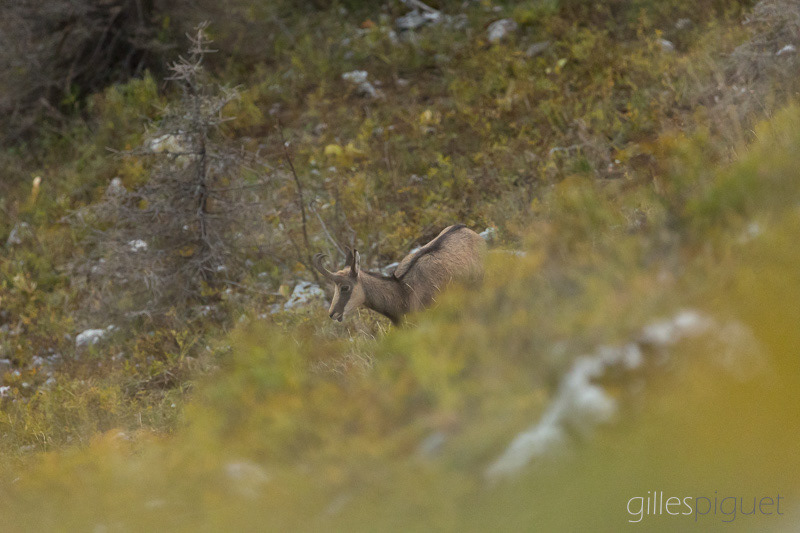 Chamois