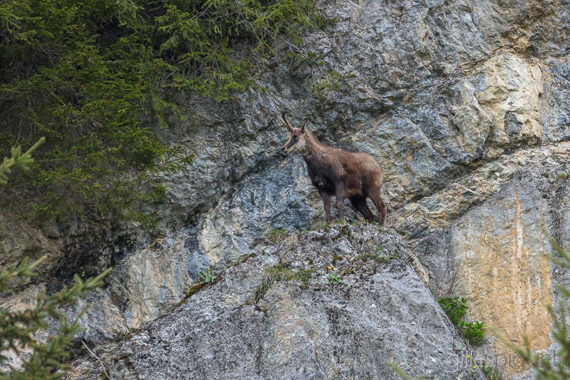 Chamois sur son Rocher