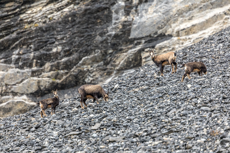 Chamois dans le Pierrier