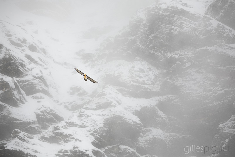 Gypaète barbu - Suisse (2025)