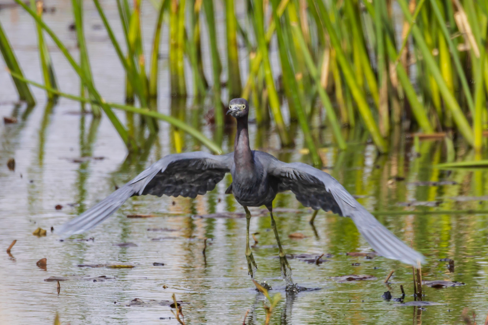 Little Blue Heron