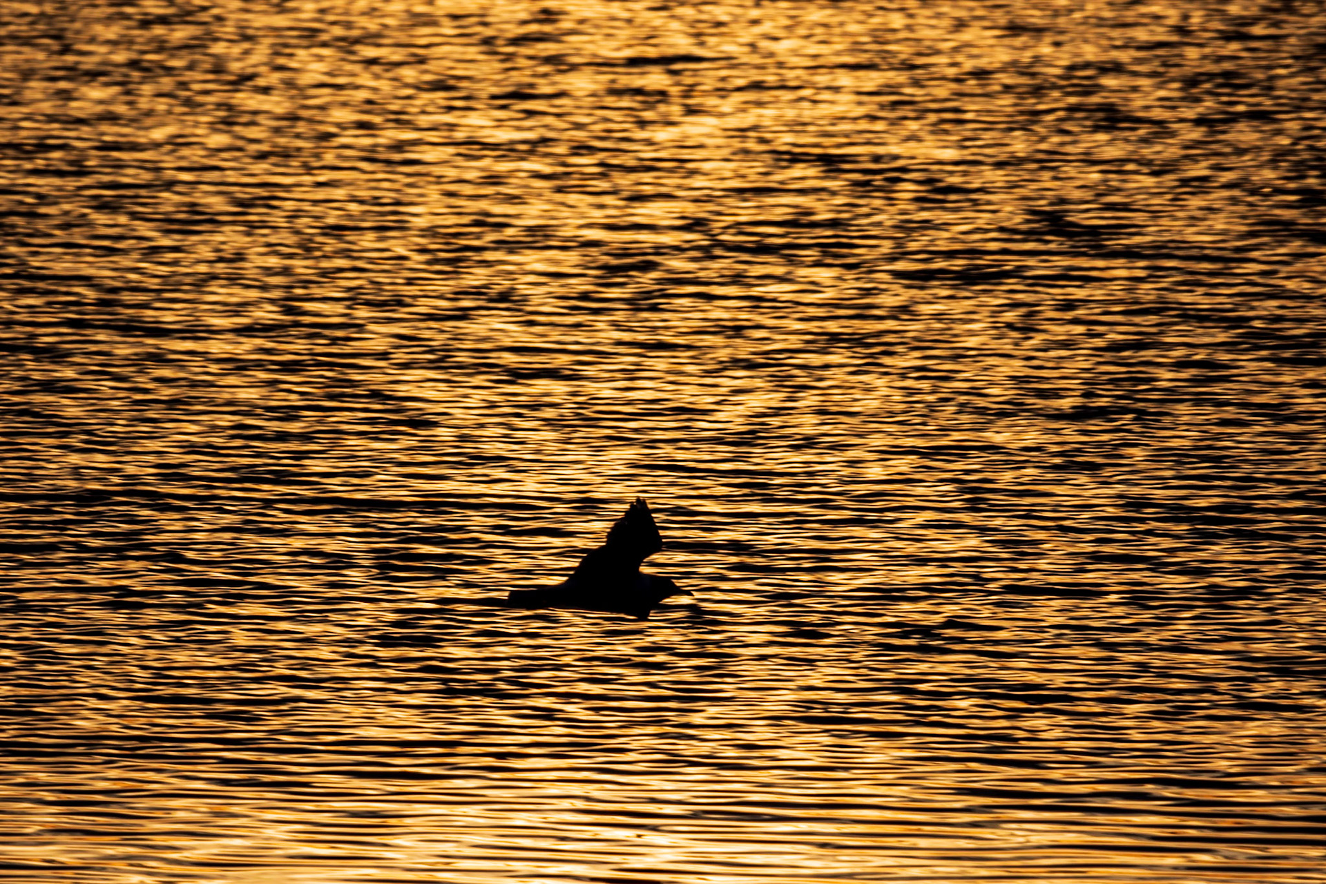 Gull silhouette in the morning glow.