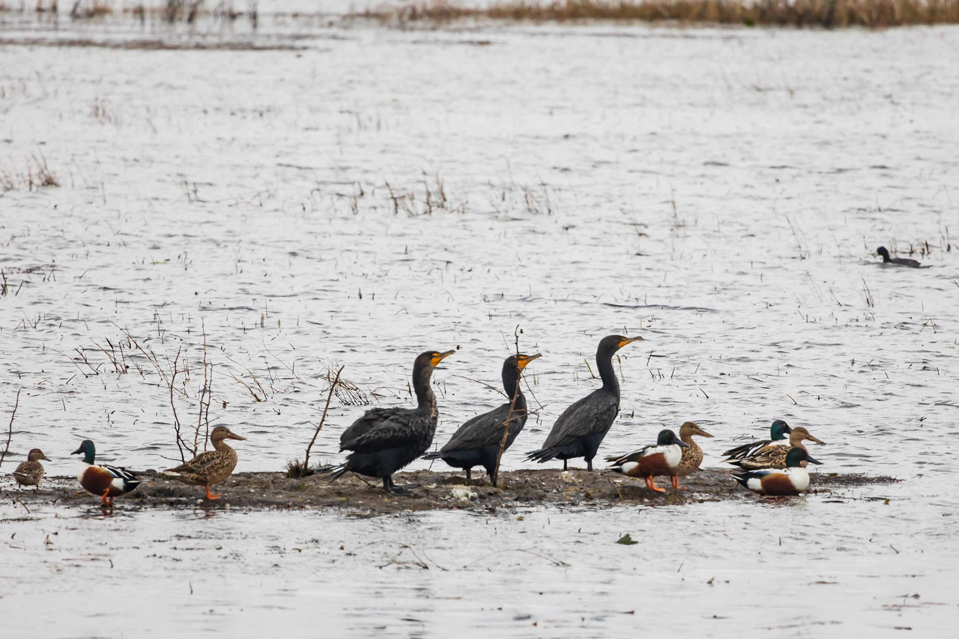Cormorants