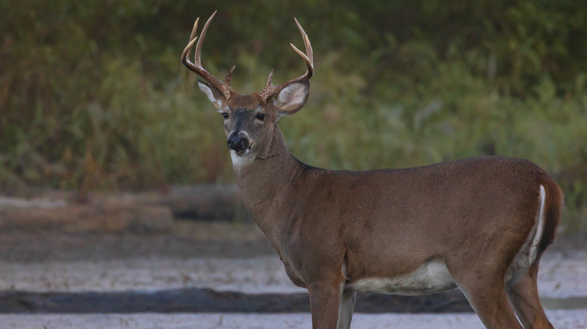 The adult male.