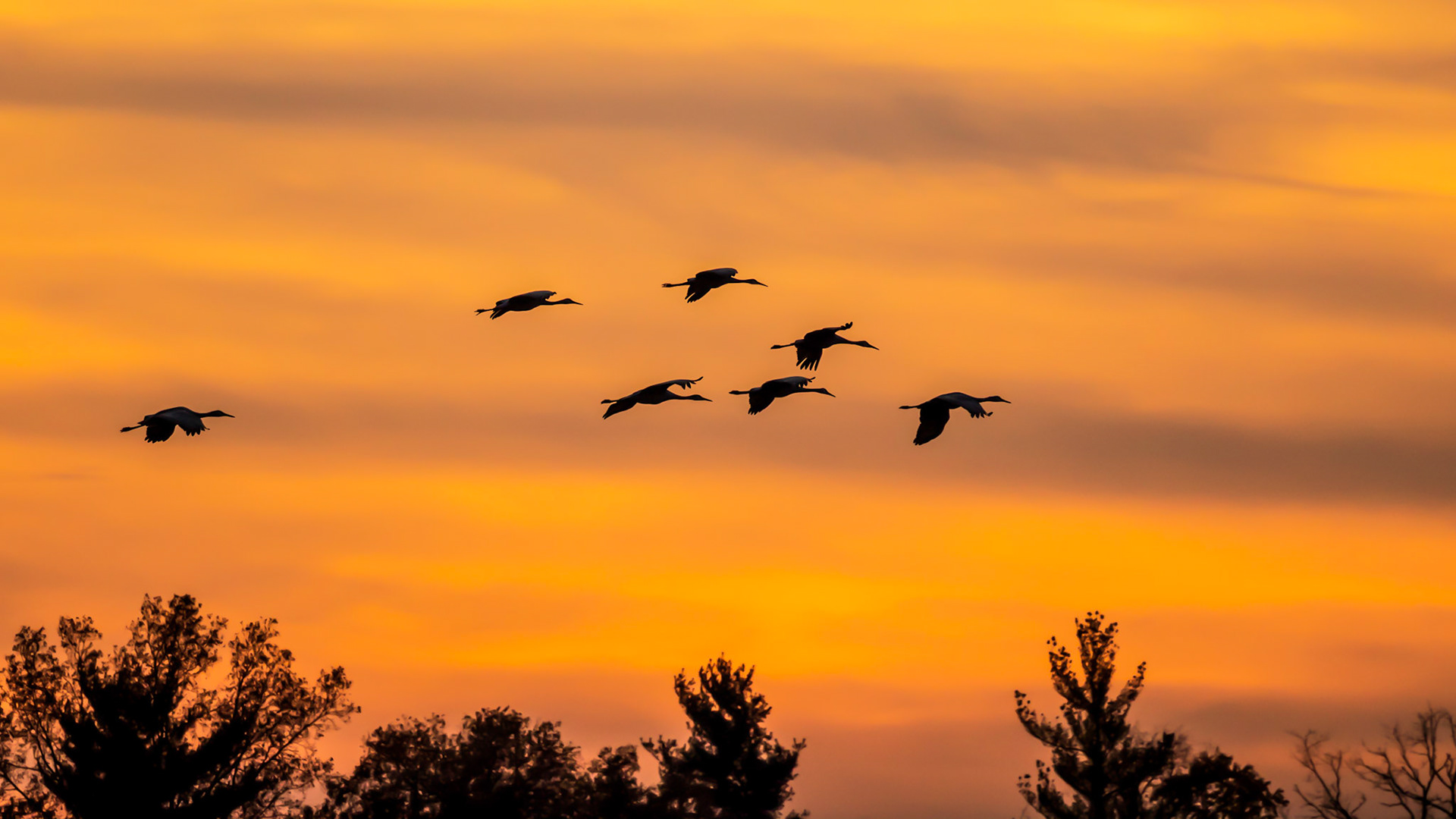 Sunset Sandhill Cranes Indiana