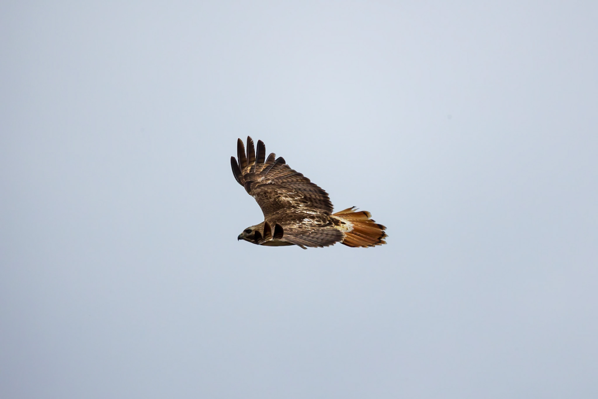 Red Tail Hawk