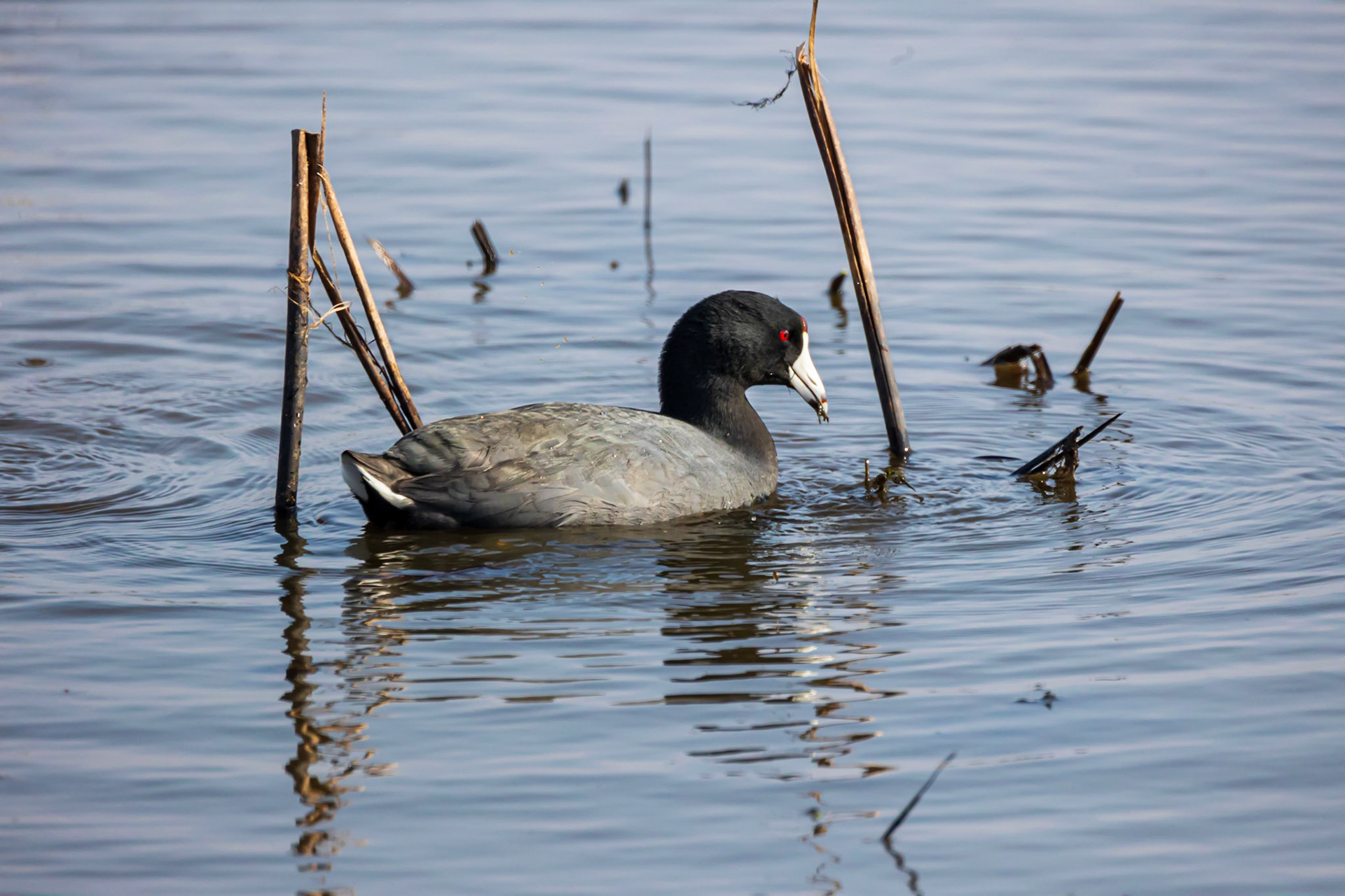 American Coot