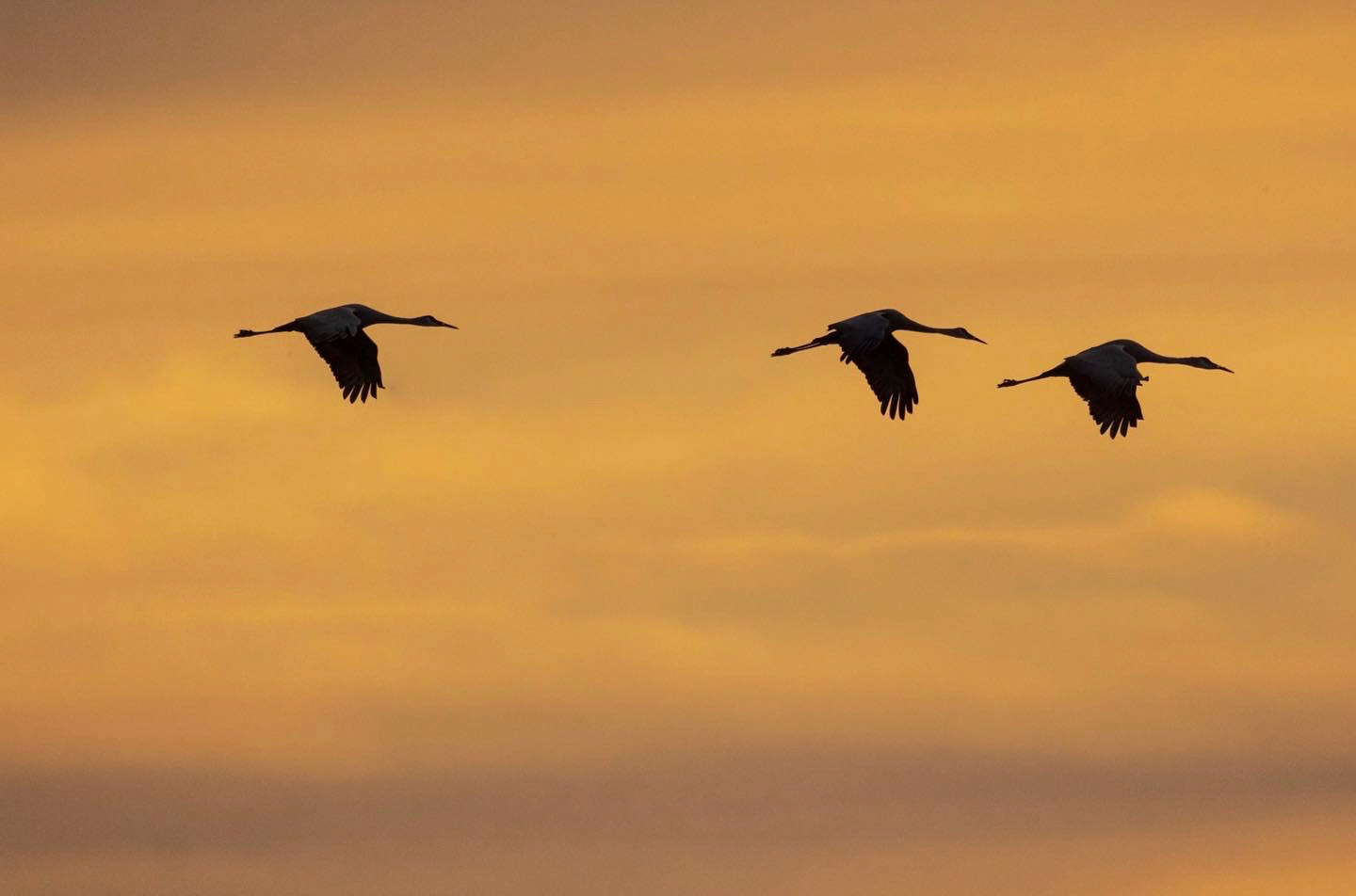 Jasper Pulaski Wildlife area, IN.