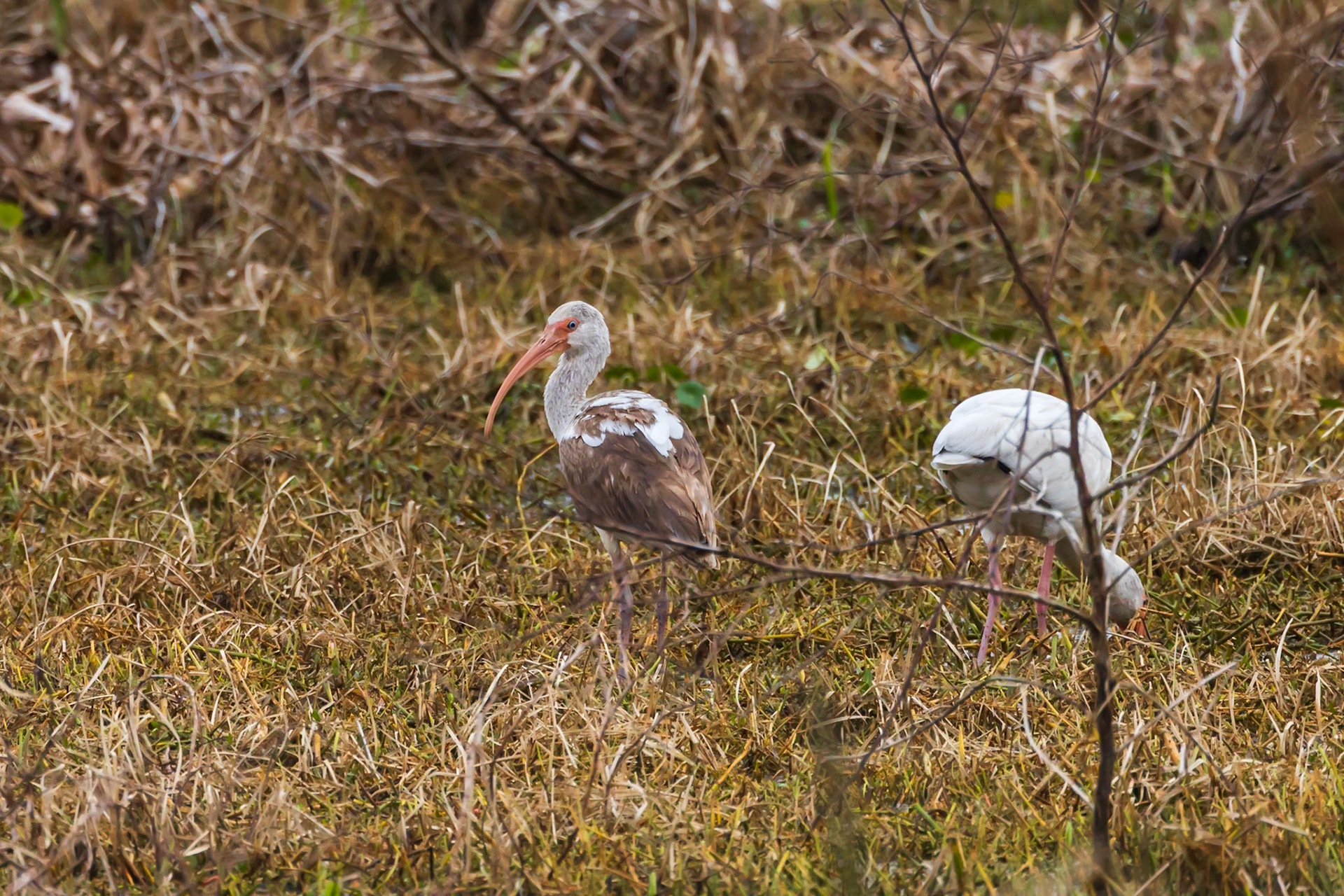 Juvenile White Ibis
