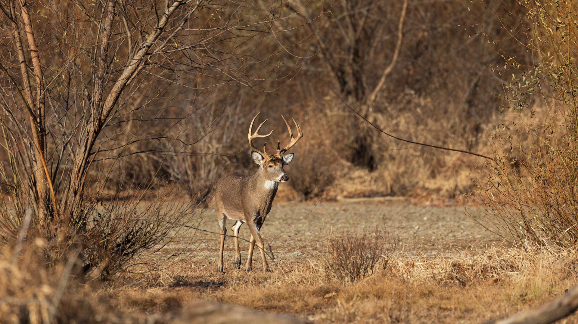 Big buck on another day.