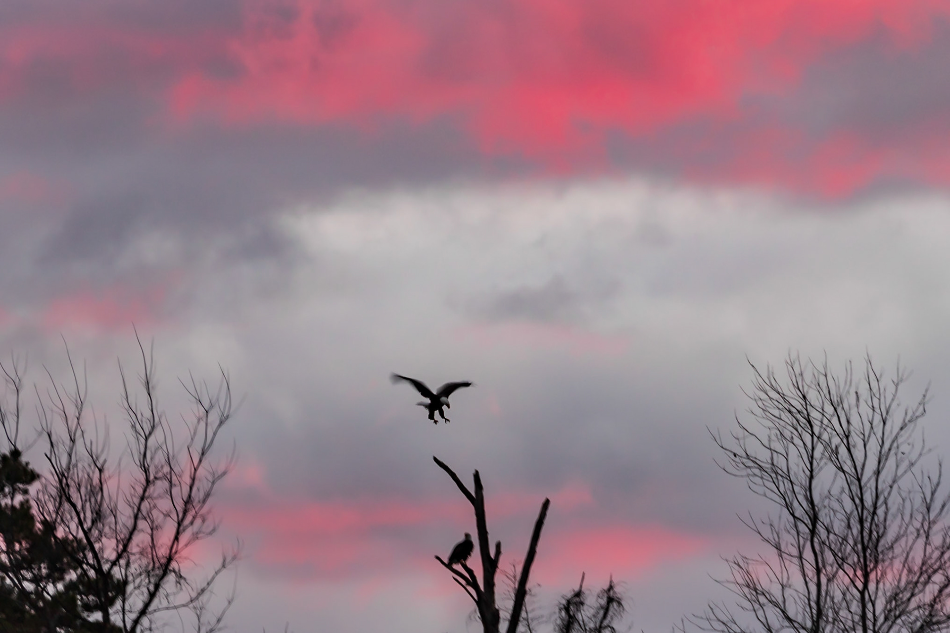 Two Bald Eagles sunrise from causeway.