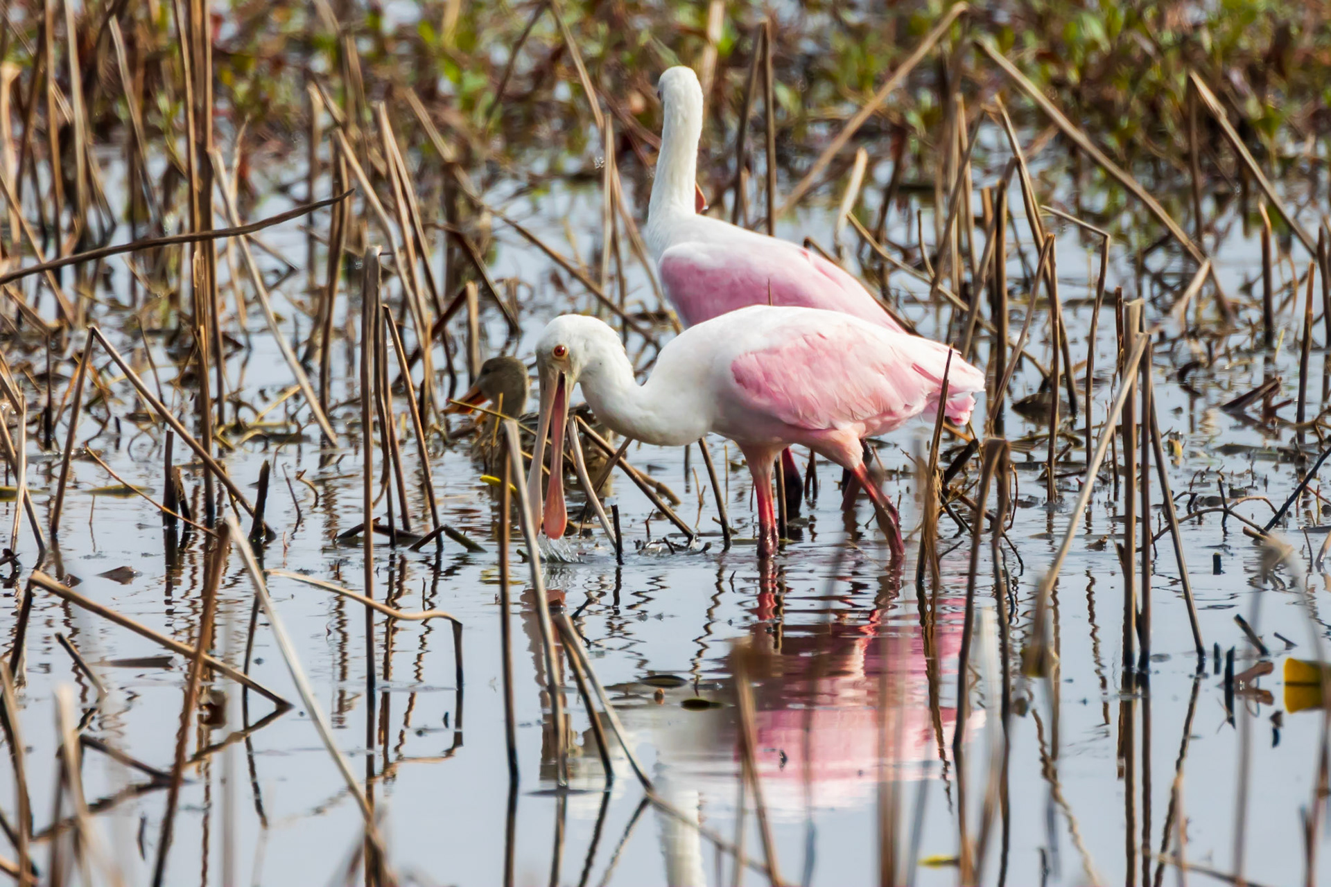 Roseate Spoonbill