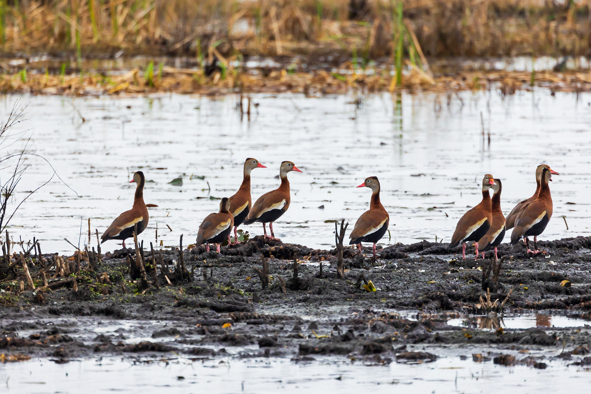 Black Bellied Whistling Ducks