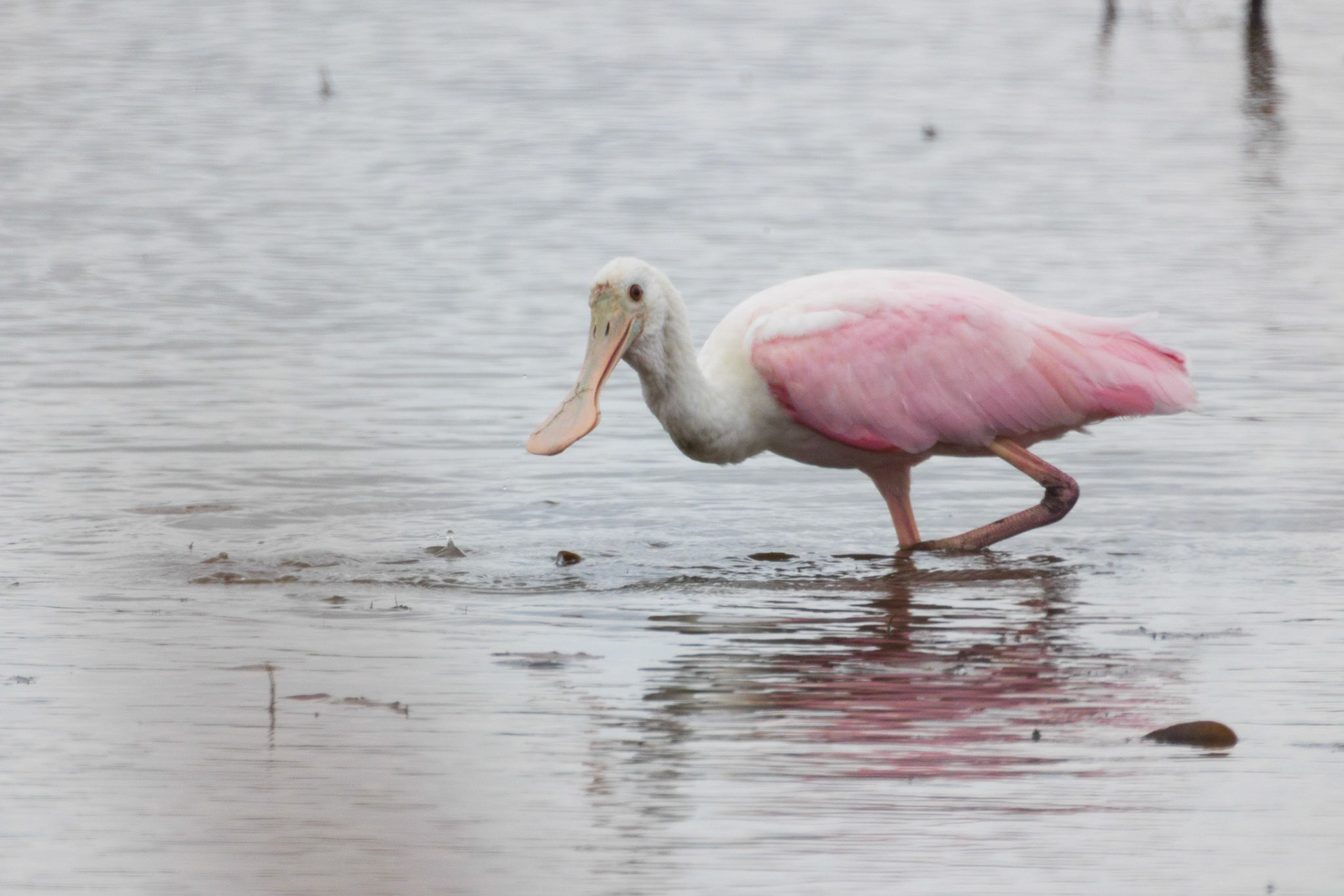 Juvenile Spoonbill