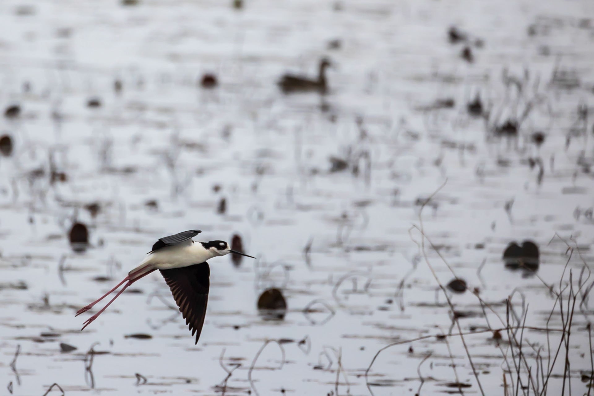Black Necked Stilts